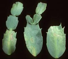 Back to genus opuntia succulentopedia: Diseases Of Holiday Cacti Schlumbergera And Hatiora Springerlink