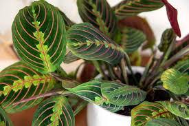 Image result for maranta