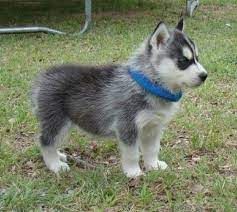 Mini Husky Puppies For Sale Uk Zoe Fans Blog Husky Puppies For Sale Husky Puppy Siberian Husky