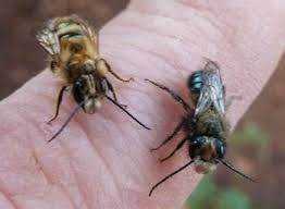 Check spelling or type a new query. Attract Mason Bees No Protective Gear Needed Ecological Landscape Alliance