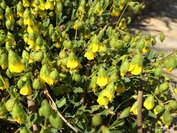 Image result for Hermannia seineri