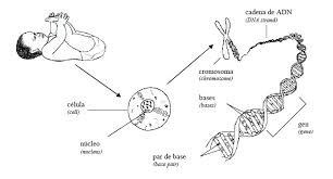 The disease is a lack of confidence. Enfermedades Geneticas