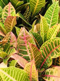 Image result for Crotonogynopsis australis