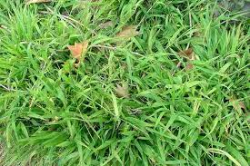 Image result for Ehrharta erecta