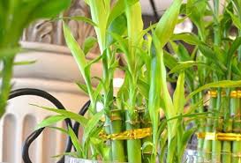 الخيزران نبات داخلي الرعاية والتكاثر والخصائص السحرية