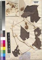 Image result for Raphidiocystis jeffreyana