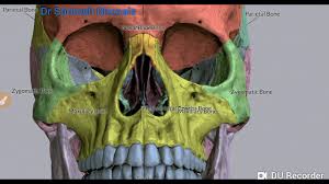 It allows you to record long sessions of audio without any time limits, supports multiple output the developer also claims that the app is the first recorder to produce audio in.aac (advanced audio. Bones Of The Skull Norma Frontalis Fore Head Orbit Malar Prominence Nasal Aperture Maxilla Youtube