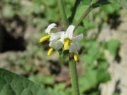 Image result for Solanum sp. A