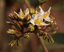Image result for Solanum torvum
