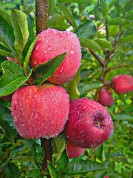 Organic Apples