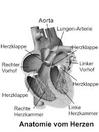 Contact the acvb today to see how we can help! Https Www Selbsthilfe Rlp De Shrlp Mod Download Download File Koronare Herzerkrankungen Verstehen Einfache Sprache Pdf