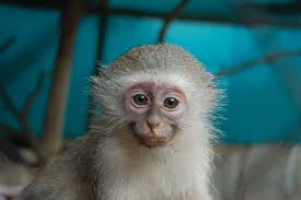 Teeny Tiny Terri I cannot believe that teeny tiny Terri is almost 3! Terri  was the ninth baby of the 2021-2022 season. Together with Mini Max and  Finley she made up the