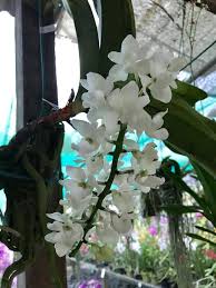 Mari kita jamu mata dengan bunga orkid yang cantik ini. Putih White Form Wangi R G Kebun Orkid Jelita Facebook