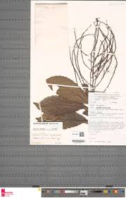 Image result for Alchornea hirtella