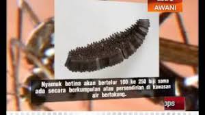 Namun, ada beberapa obat tradisional dbd lainnya untuk membantu mempercepat proses penyembuhan anda. Tanda Tanda Demam Denggi Youtube