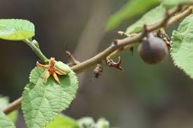 Image result for Grewia forbesii