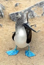 Bird With Blue Feet Galapagos Visit Galapagos Islands And See Those Awesome Blue Webbed Feet For Real Zhivotnye