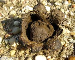 Image result for Scleroderma polyrhizon