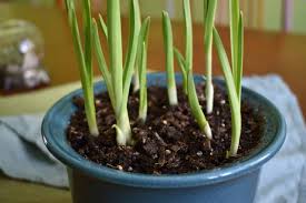 Ebay.com has been visited by 1m+ users in the past month Grow Garlic Indoors Ready For Light Harvest In Two Weeks Green Home Diy