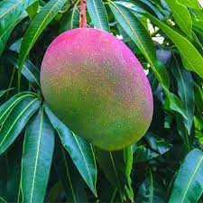 May 06, 2002 · the mango (mangifera indica l.) is the most economically important fruit in the anacardiaceae (cashew or poison ivy family). Glenn Mango Trees For Sale Fastgrowingtrees Com