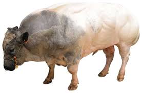 'belgisch witblauw') is a breed of beef cattle from belgium. Belgisk Bla Wikipedia