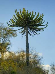 Image result for Euphorbia confinalis