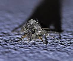 Image result for Hadena perplexa