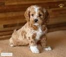 Cockapoo Puppies For Sale by Reputable Breeders | Pets4You