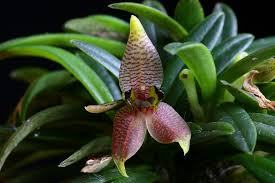 Image result for Stigmella dryadella