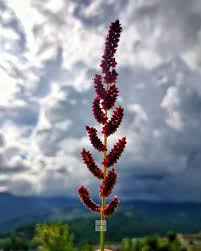 Image result for Echinochloa frumentacea