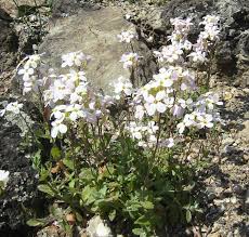 Image result for Arabis alpina