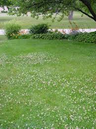 But for many homeowners, common clover in the lawn is simply a nuisance and can make lawns look messy. Sitting In The Yard Making Clover Bracelets Clover Lawn Lawn And Landscape Landscaping Inspiration