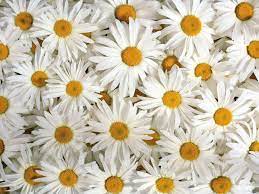 Looking for the best wallpapers? Daisy Flower Wallpapers Top Free Daisy Flower Backgrounds Wallpaperaccess