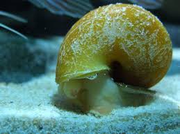 What Do I Feed My Snails If I Don T Have Fish In The Tank Snail Tank Aquarium Snails Fish Care