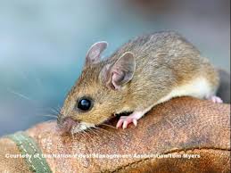 We did not find results for: The 411 On Hantavirus What Is Hantavirus Pestworld Org