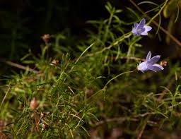 Image result for Wahlenbergia capillacea