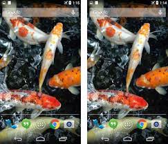 Underwater live hd wallpapers for android apk download. Koi Underwater Live Wallpaper Apk Descargar Para Windows La Ultima Version 1 0