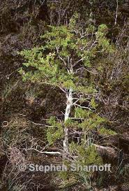 Image result for Thesium pygmaeum