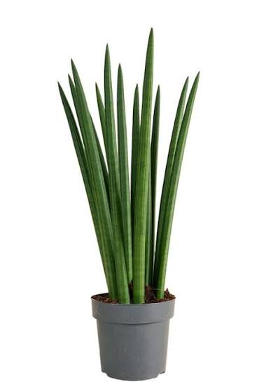 Sansevieria Cylindrica 'Straight' | Langue de belle-mère 55cm acheter ?