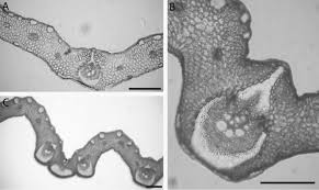 Image result for Xerophyta pseudopinifolia