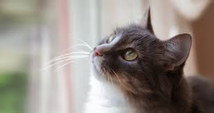 Read on to find out how to keep your kitty's eyes, ears, teeth, skin and fur healthy and clean. Tips About Ear Tipping Seattle Area Feline Rescue