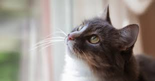 After having to replace so many furniture pieces and curtains you are probably wondering how much does it cost to declaw a cat? Declawing Bad For Cats And The Humans Who Love Them Seattle Area Feline Rescue