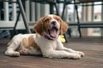 Small Dogs with Low Energy - Cute Small Dog Breeds ...
