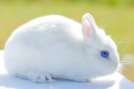 Blue eyes are a rabbit buyer's favorite purchase, as blue eyes can really stand out in the crowd! Cute Bunny With Blue Eyes Novocom Top