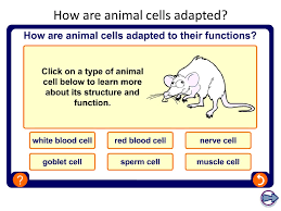 Maybe you would like to learn more about one of these? Specialized Cells Ppt Download