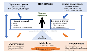 Achetez au meilleur prix le programme alimentaire perte de poids femme sur dravelnutrition.fr. Regimes Pauvre En Graisses Ou Pauvre En Sucres Identiques Pour La Perte De Poids Quoi Dans Mon Assiette