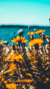 Nature Iphone Wallpaper Ideas Nature Wallpaper Iphone Nature Wallpaper Nature Photography Nature Iphone Wallpaper