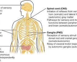 Image of Gray matter nervous tissue anatomy diagram