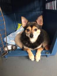 I'm asking a small adoption fee of 600 for males and 700 for females. Adopt Fido On Petfinder Dog Adoption Pomeranian Chihuahua Mix Pets