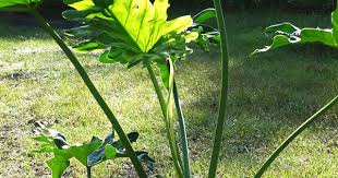 Xl Philodendron Speciosum X Bipinnatifidum Plant In 6 Pot Plants Philodendron Philodendron Plant